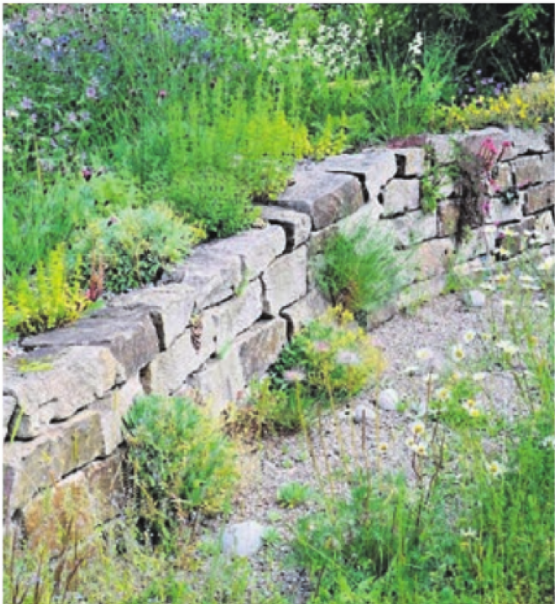 Einblick in einen speziellen Garten.    Bild: zg - Das Bild wird blockiert. – Möglicherweise durch einen aktiven Adblocker.