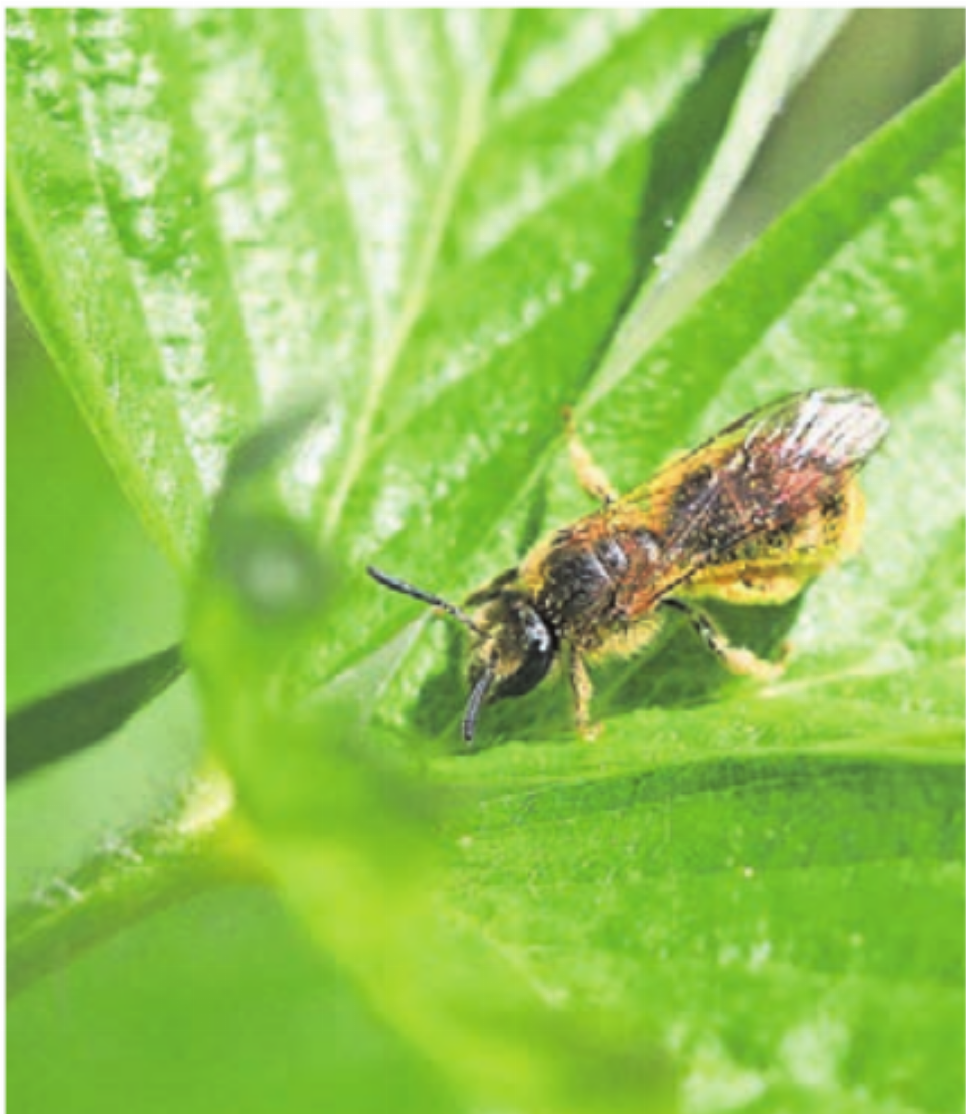 Auch Wildbienen gibt es in Sins zu entdecken. Bild: zg - Das Bild wird blockiert. – Möglicherweise durch einen aktiven Adblocker.