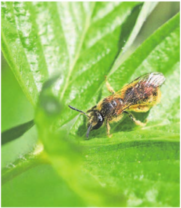 Auch Wildbienen gibt es in Sins zu entdecken. Bild: zg